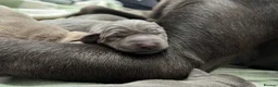 Labrador Retriever dogs for sale: Perfect health tested Silver & Charcoals  - Advert 4