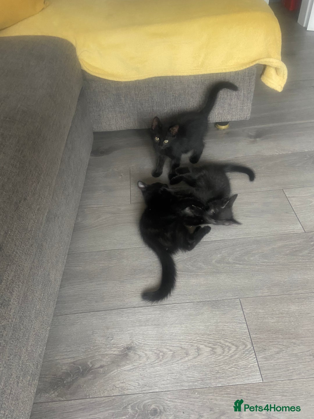 Mixed Breed cats for sale: Three mixed breed kittens - Image 4