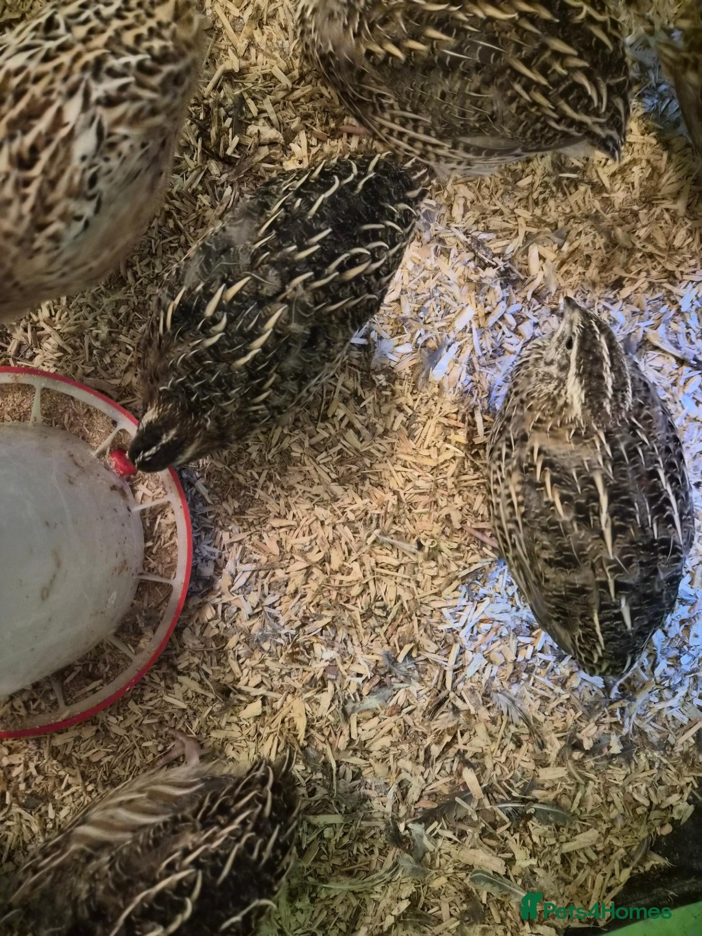 Quail poultry 5 week old quaild  - Advert 1