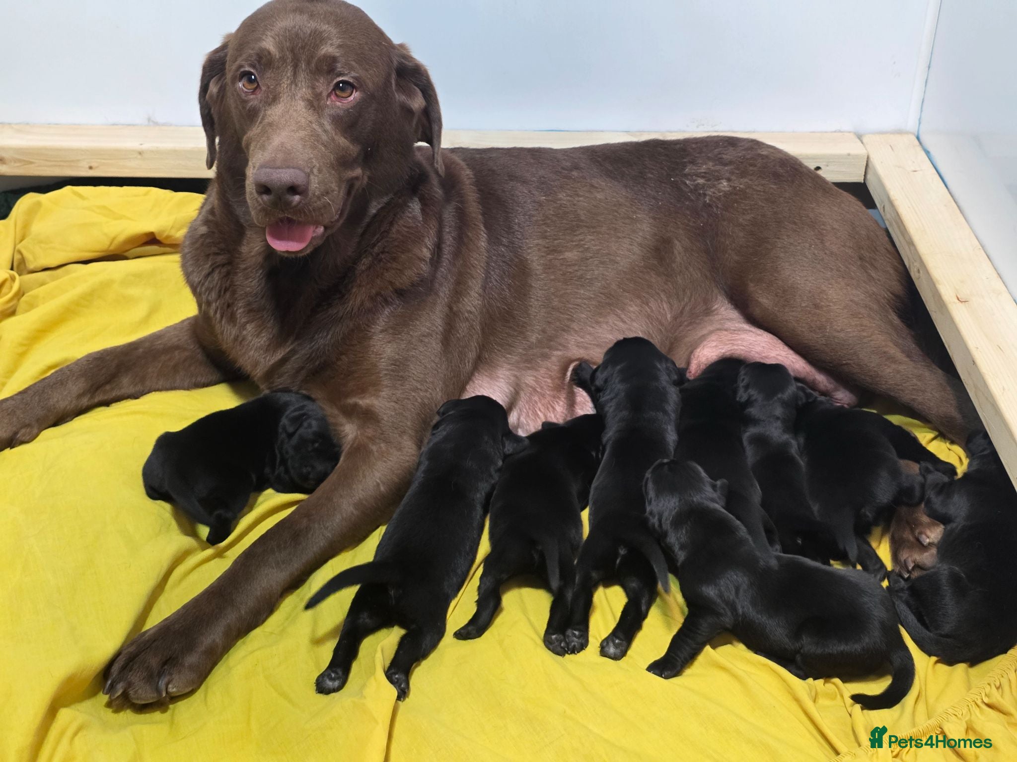 Labrador Retriever dogs 🖤 Exceptional Labrador Puppies Ready Soon 🐾 - Advert 2