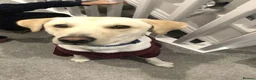 Labrador Retriever dogs for sale: stunning labrador retriever girl in Edinburgh - Advert 1