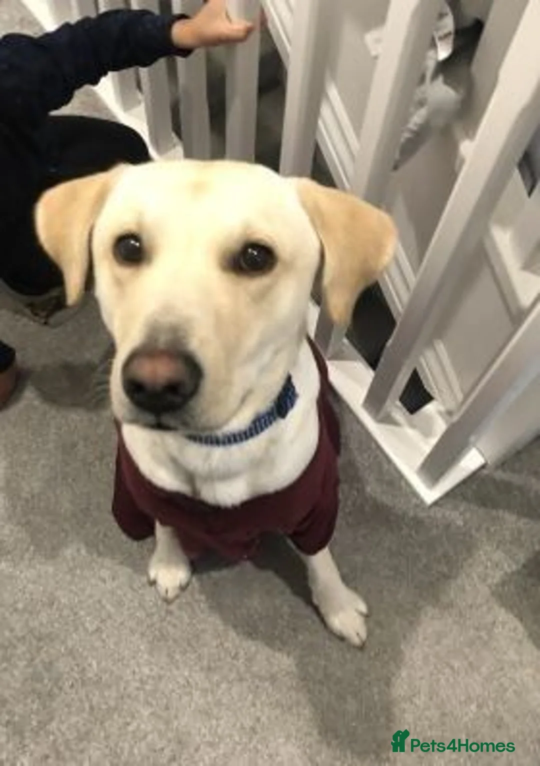 Labrador Retriever dogs for sale: stunning labrador retriever girl in Edinburgh - Advert 1