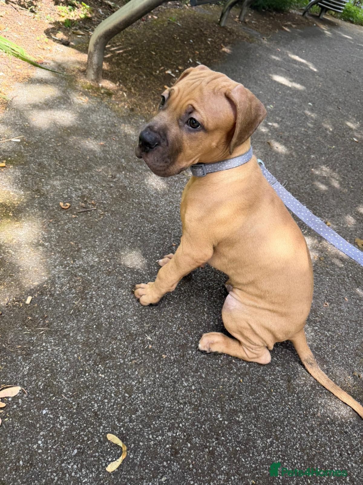 Mastiff dogs Mastiff Puppy 1 male brown  - Advert 1