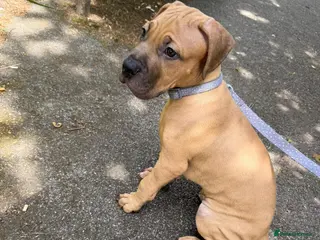 Mastiff dogs Mastiff Puppy 1 male brown - Advert 1