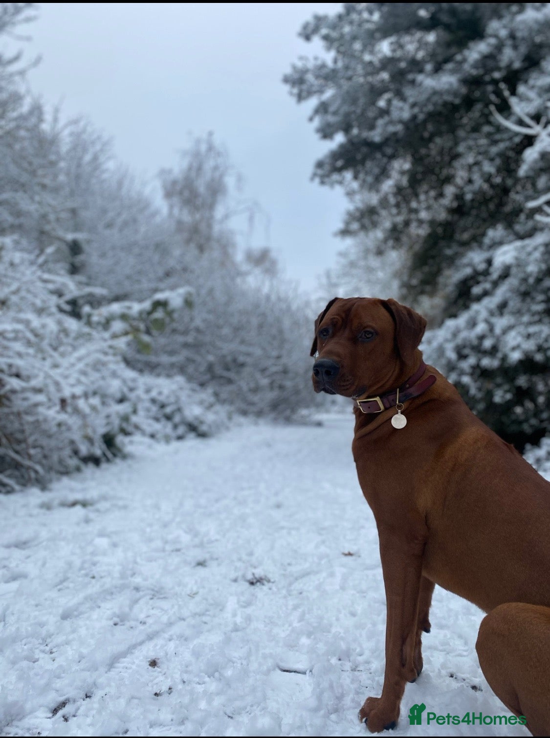 Rhodesian Ridgeback dogs European Champion Pedigree KC  - Advert 2