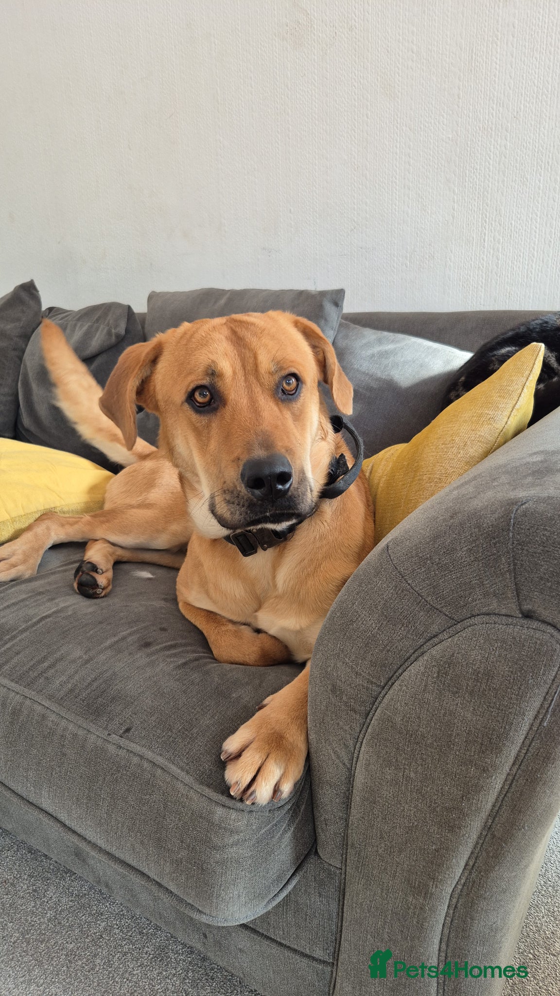 Mixed Breed dogs Rottweiler mali cross - Advert 6