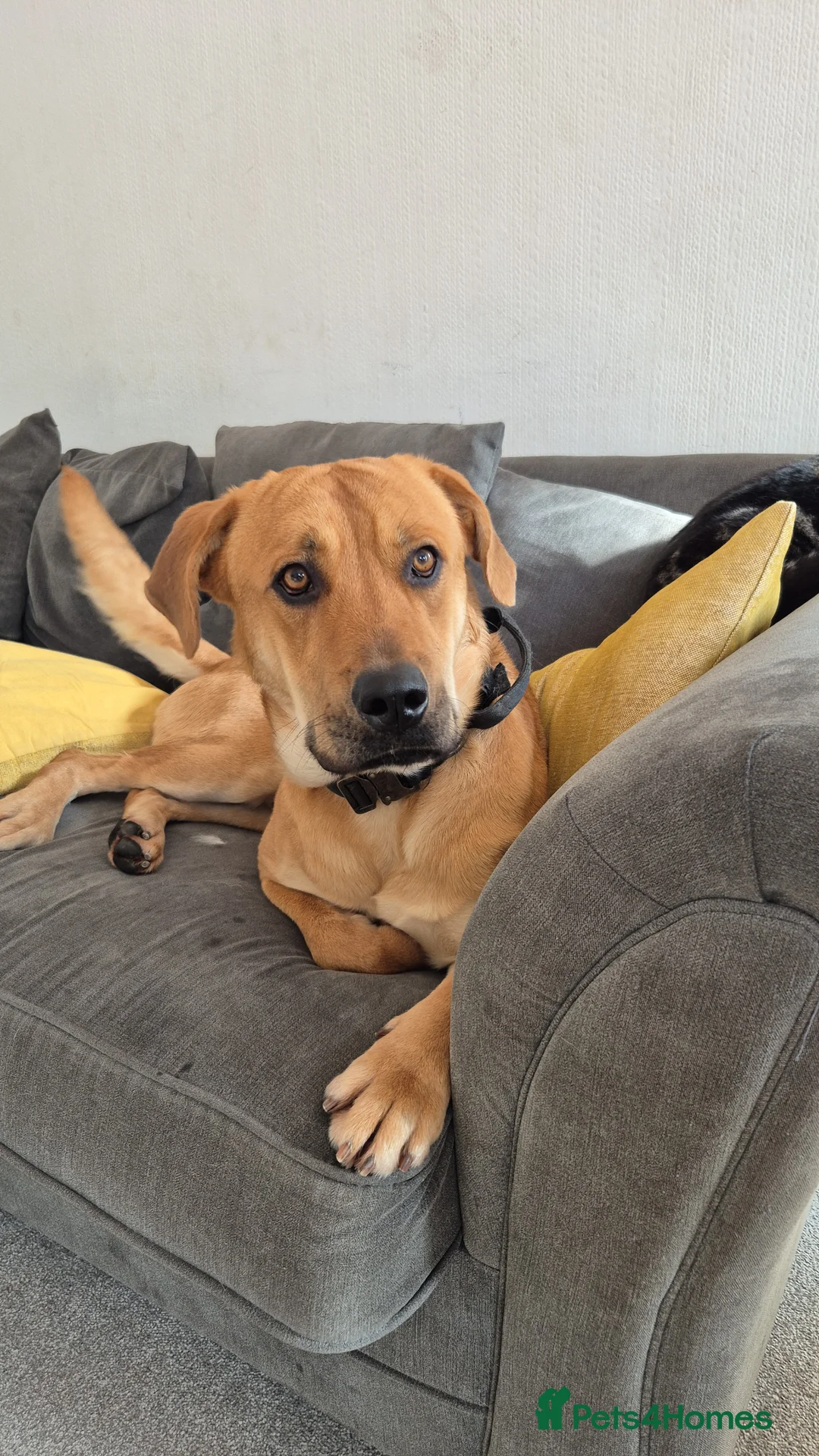 Mixed Breed dogs for sale: Rottweiler mali cross - Advert 1