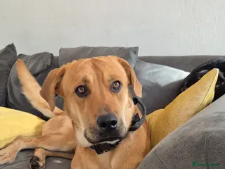 Mixed Breed dogs Rottweiler mali cross - Advert 6