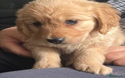 Golden Retriever dogs for sale: 🐾 Golden Retriever Puppies – Ready Now! 🐾 - Image 9