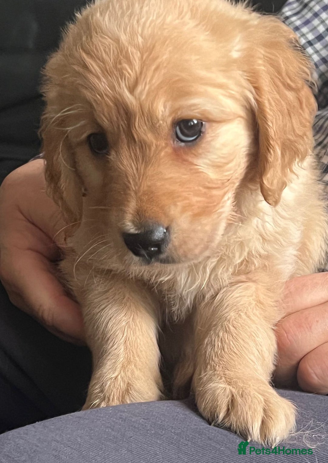 Golden Retriever dogs for sale: 🐾 Golden Retriever Puppies – Ready Now! 🐾 - Image 9