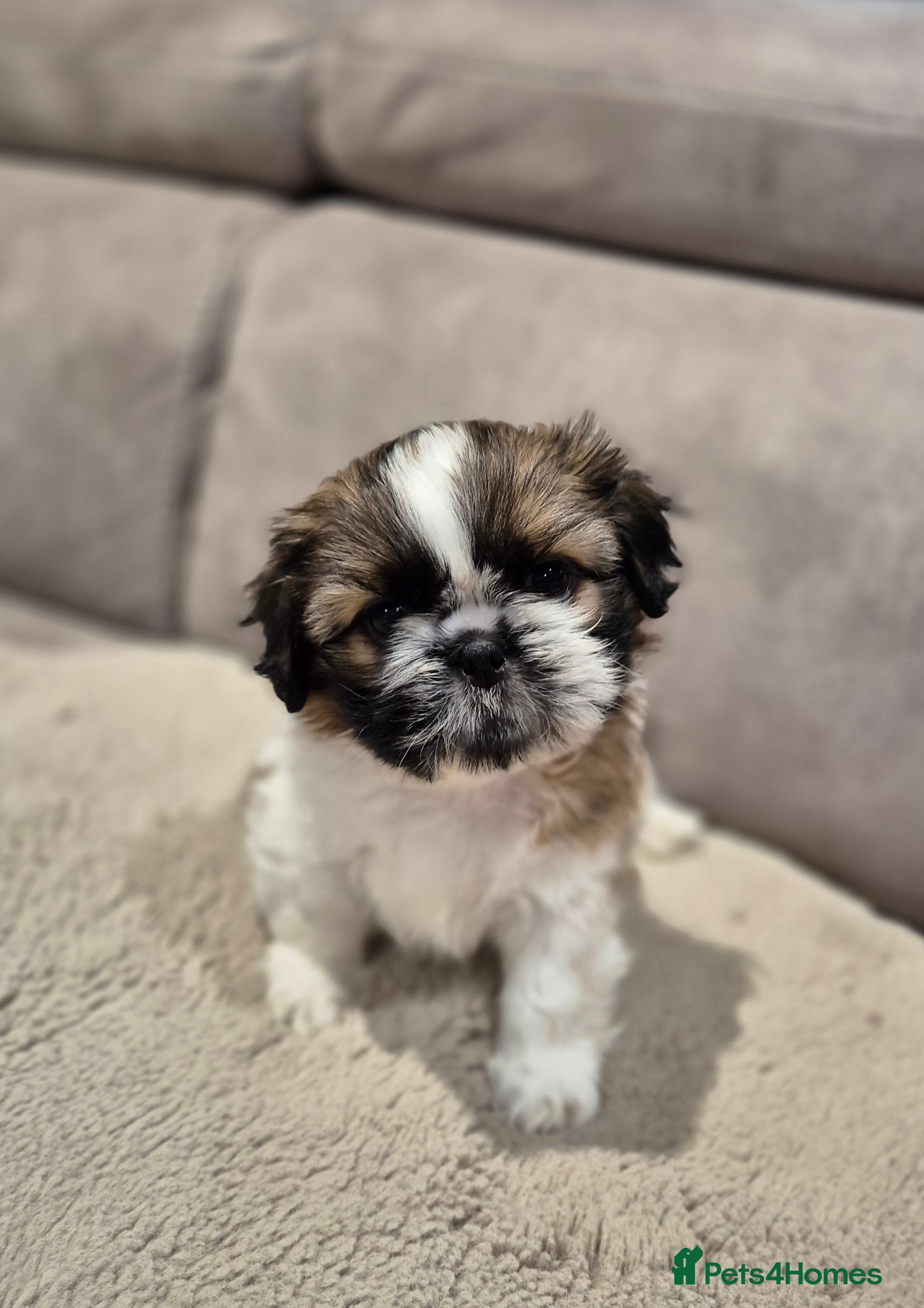 Shih Tzu dogs KC Registered Shih Tzu Puppies - Home Raised - Advert 15