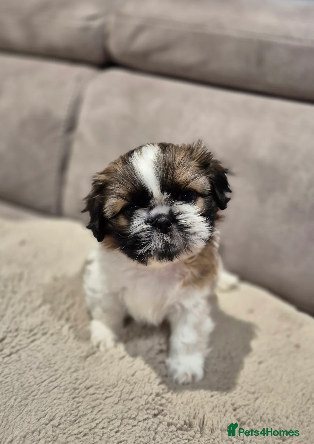 Shih Tzu dogs for sale: KC Registered Shih Tzu Puppies - Home Raised - Advert 1