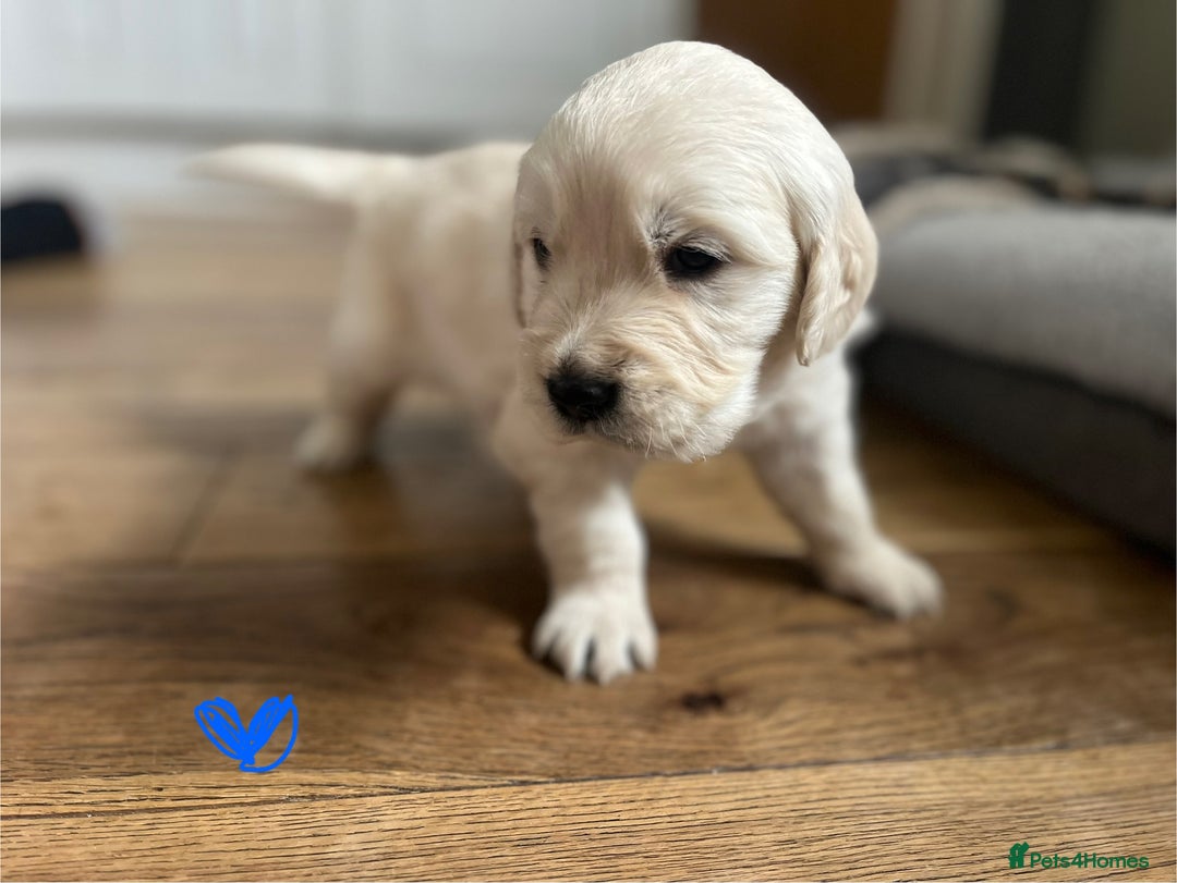 Golden Retriever dogs for sale: 🐾Three stunning golden retriever puppies. 🐾 - Image 12
