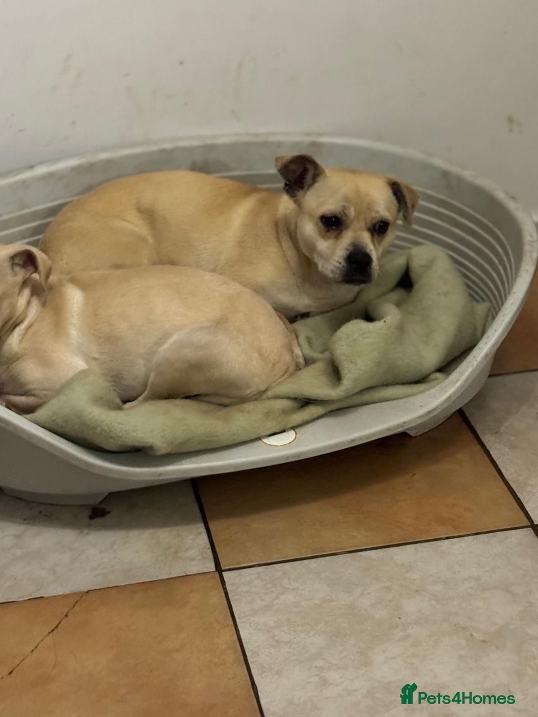 Mixed Breed dogs for adoption: Pretty Jamala ready for cuddles - Advert 15