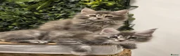Maine Coon cats for sale: BEAUTIFUL MAINE COON KITTENS - Advert 18
