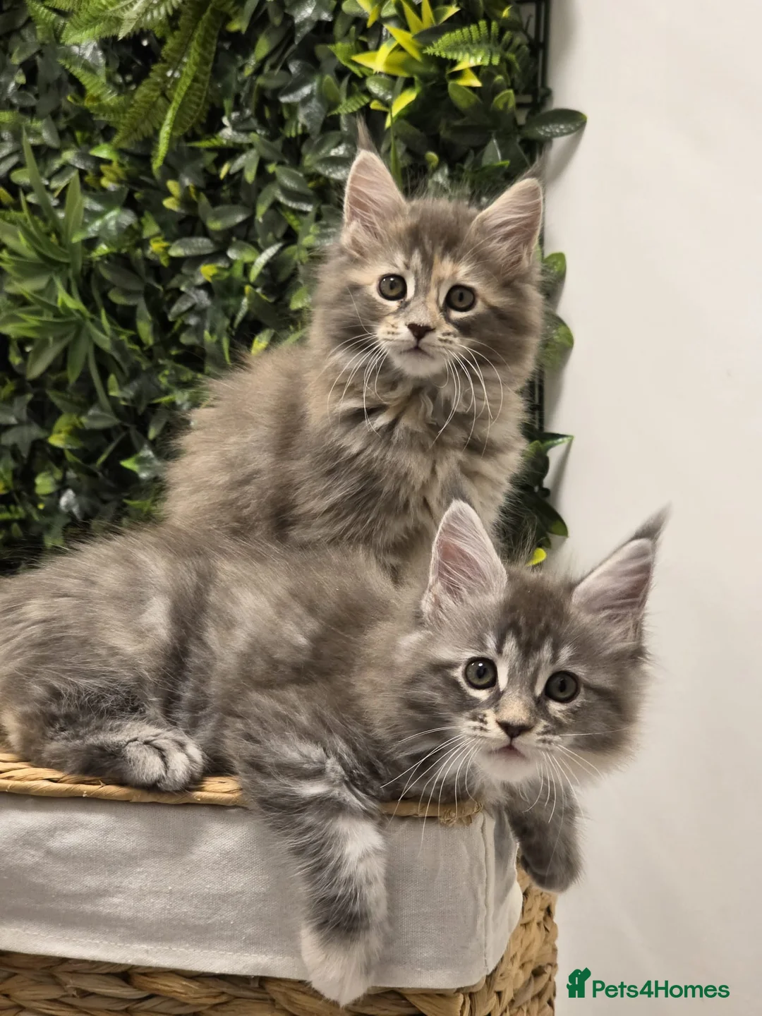 Maine Coon cats for sale: BEAUTIFUL MAINE COON KITTENS - Advert 18