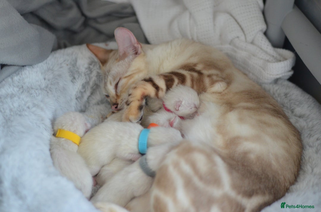 Siamese cats for sale: 🧬F1 BENAMESE KITTENS🧬 1 MALE LEFT - Image 21