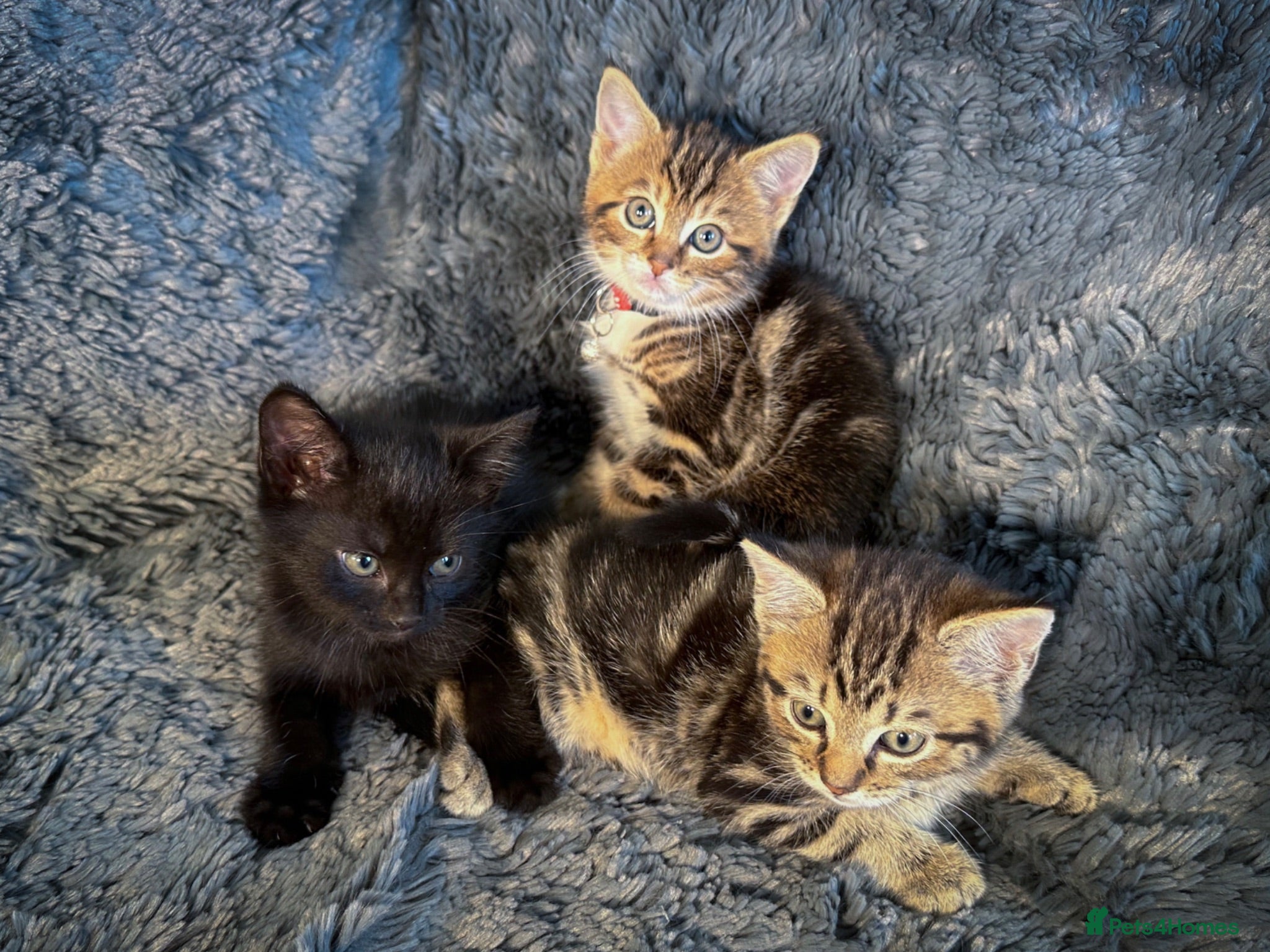 Mixed Breed cats 4 stunning kittens - Advert 1