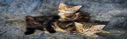 Mixed Breed cats for sale: 4 stunning kittens in Stanley - Advert 1