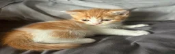 Mixed Breed cats for sale: BSH x persian mix in Ilford - Advert 2