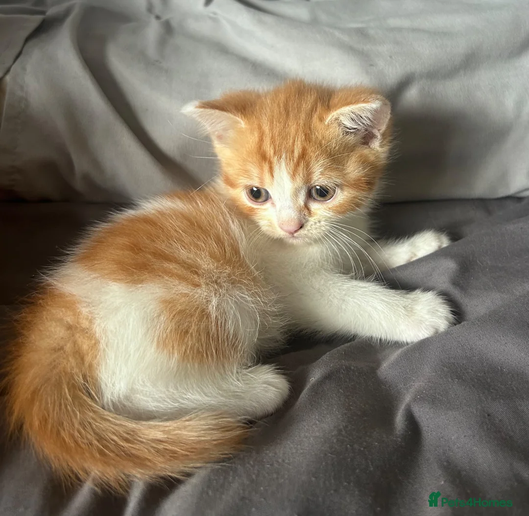 Mixed Breed cats for sale: BSH x persian mix in Ilford - Advert 2