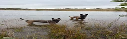 Belgian Shepherd Dog dogs for sale: Malinois Litter  in Airdrie - Advert 2