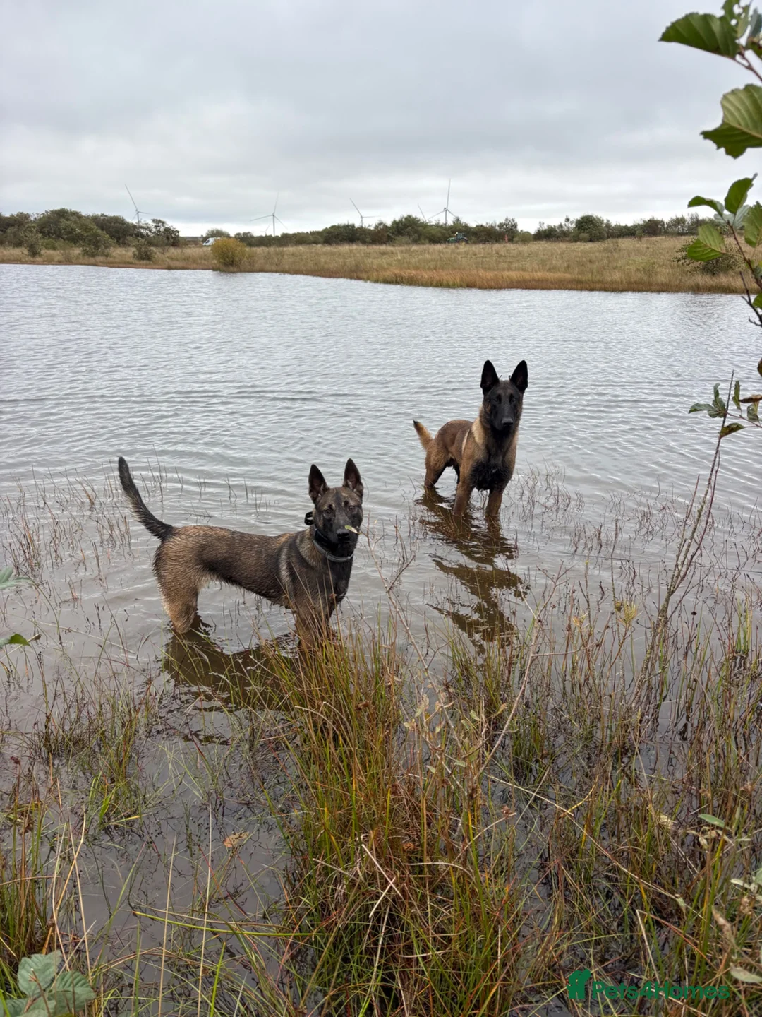 Belgian Shepherd Dog dogs for sale: Malinois Litter  in Airdrie - Advert 2