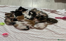 Domestic Shorthair cats for sale: Litter of 9 Beautiful Kittens - Image 21
