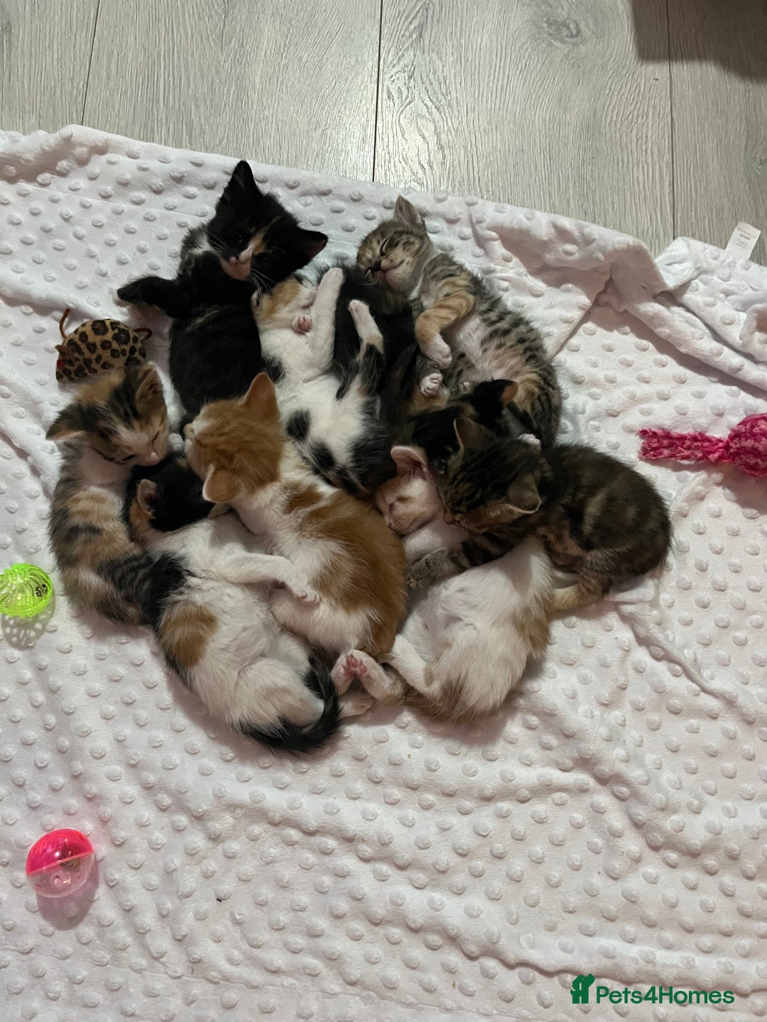 Domestic Shorthair cats for sale: Litter of 9 Beautiful Kittens - Image 21