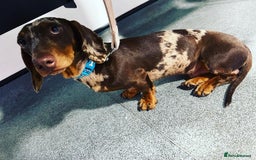 Miniature Dachshund dogs for sale: Miniature Dachshund KC ready now  - Image 31