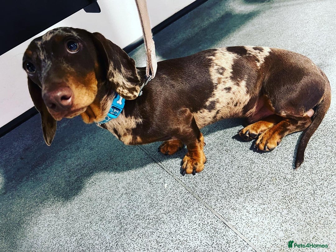 Miniature Dachshund dogs for sale: Miniature Dachshund KC ready now  - Image 31
