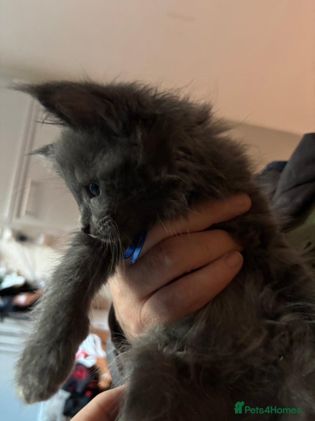 Maine Coon cats for sale: Stunning TICA maine coon kittens ready now!  - Image 6