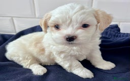 Mixed Breed dogs for sale: Havanese and shi tzu puppy - Image 2