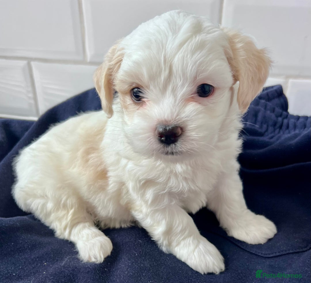 Mixed Breed dogs for sale: Havanese and shi tzu puppy - Image 2