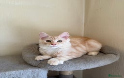 Maine Coon cats for sale: Stunning Maine coon kittens - Image 12