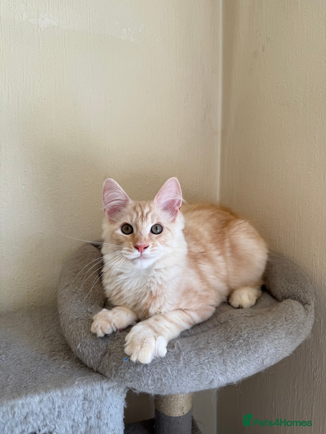 Maine Coon cats for sale: Stunning Maine coon kittens - Image 12