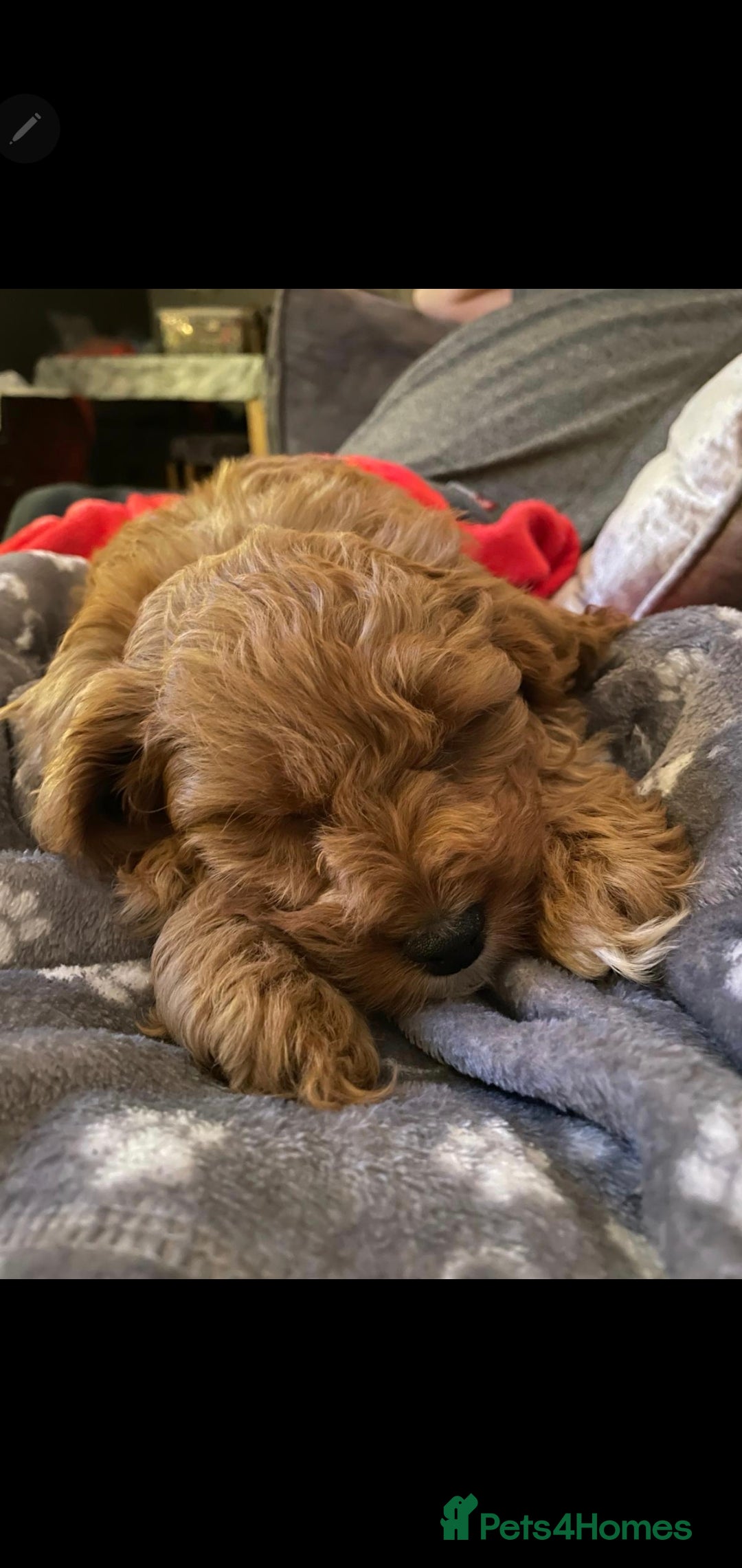 Cavapoo dogs for sale: Cavapoo  - Image 4