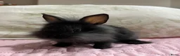 Lionhead rabbits for sale: Netherland dwarf lionhead mix ready for homes  - Advert 6