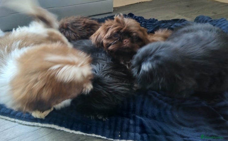 Shih Tzu dogs - Advert 1