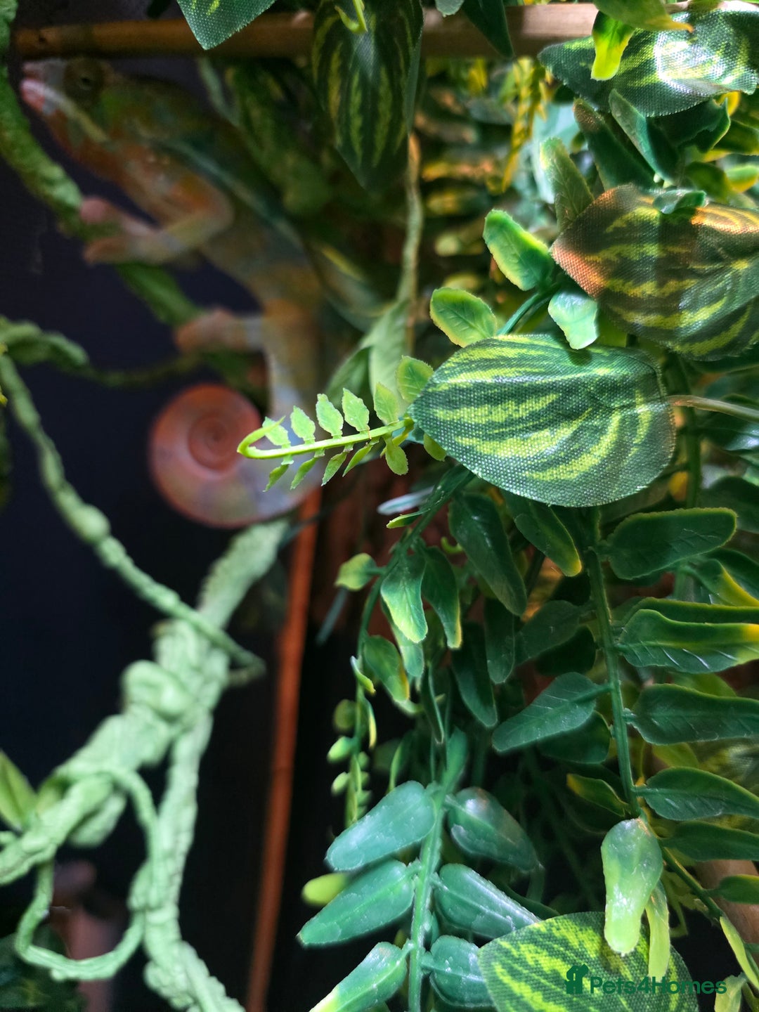 Chameleon reptiles for sale: Panther chameleon with full setup  - Advert 3