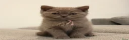 British Shorthair cats for sale: Beautiful Pure Breed ✨ British Shorthair Kittens ⭐ - Advert 24