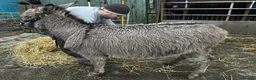 Donkey livestock for sale: Loving perfect marks 11.2hh 3yr intact male donkey - Advert 4