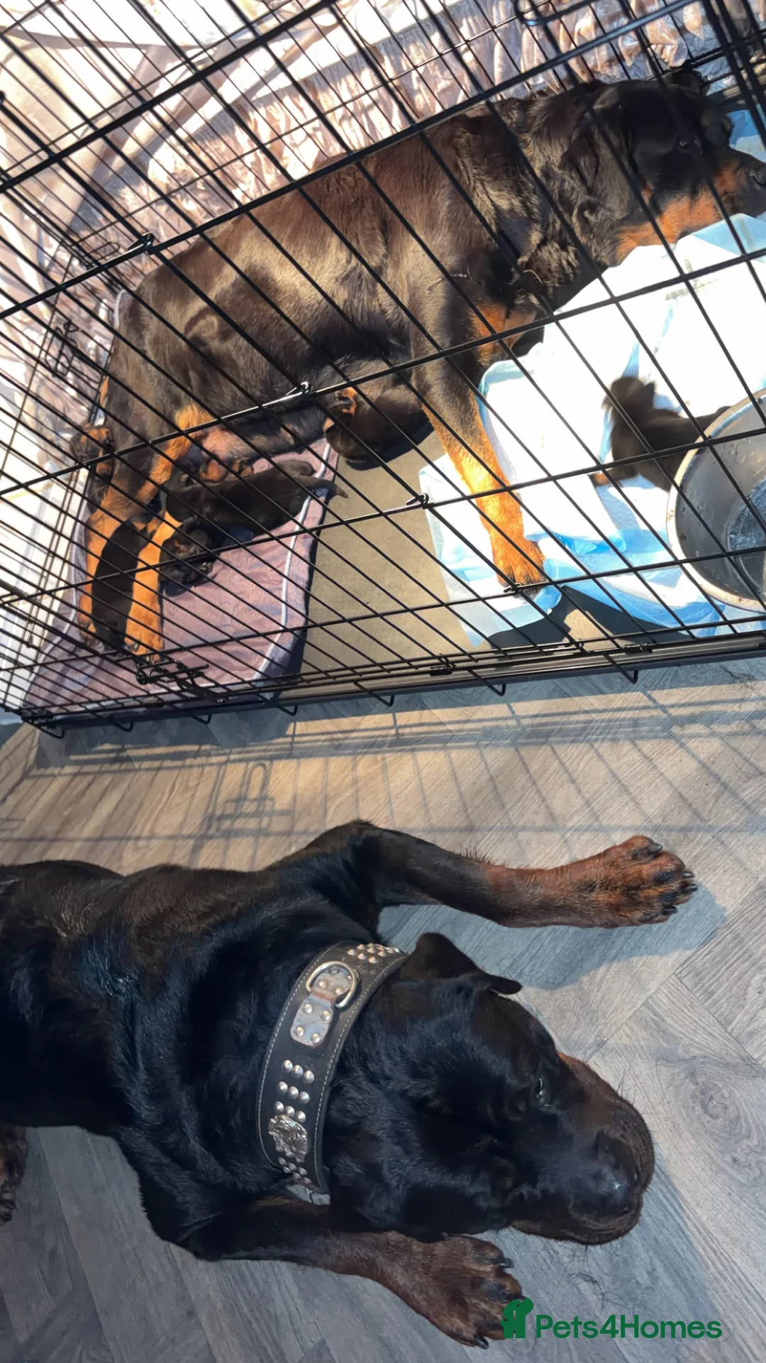 Rottweiler dogs for sale: Rottweiler puppy’s  - Advert 1