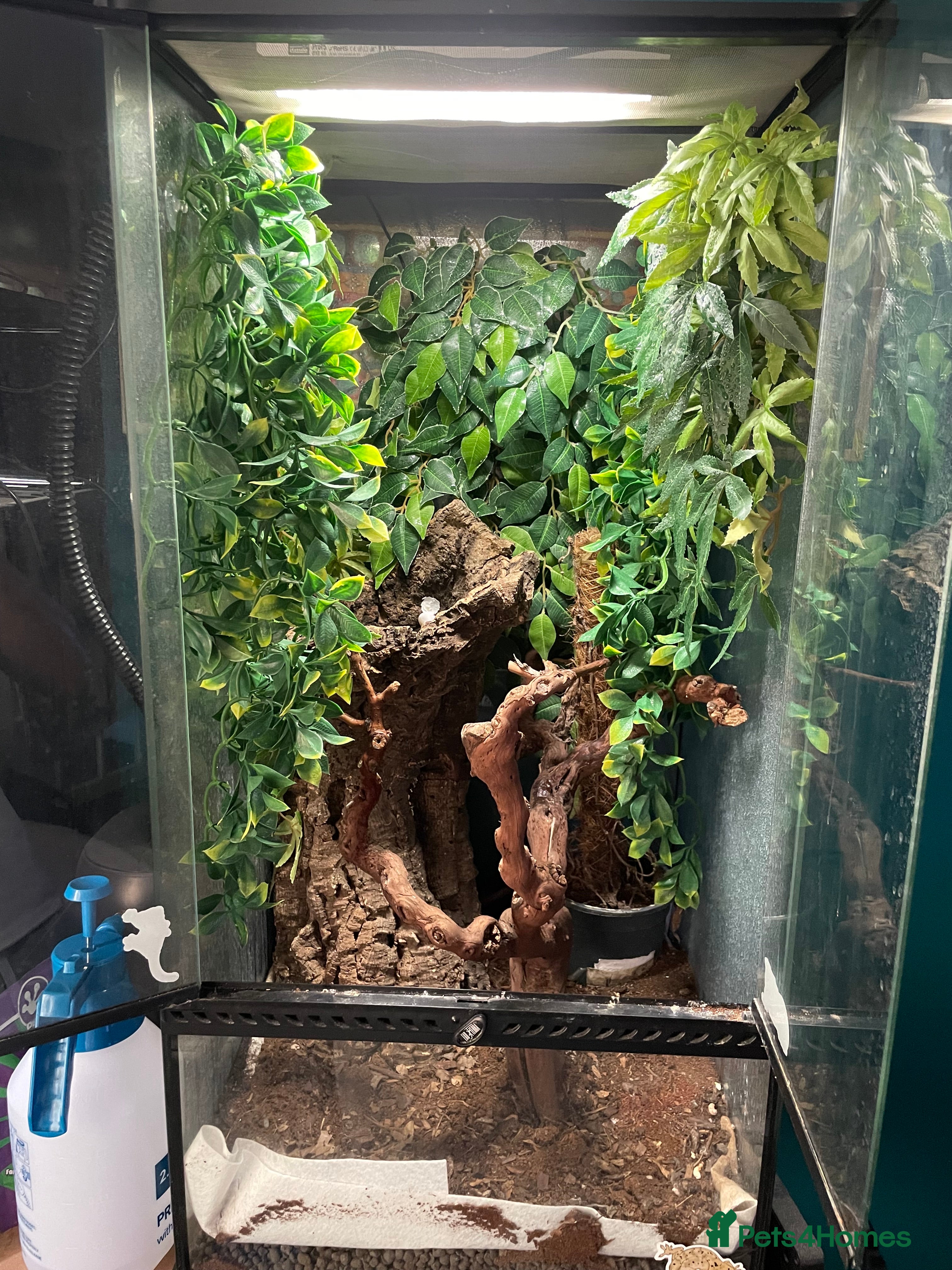 Gecko reptiles Tokay gecko  - Advert 22