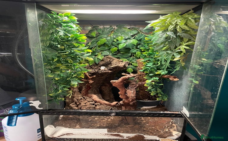 Gecko reptiles - Advert 3