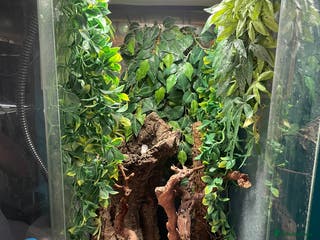 Gecko reptiles Tokay gecko - Advert 10