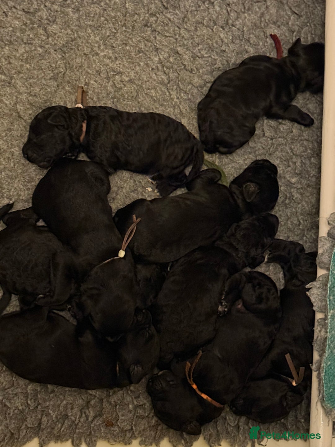 Mixed Breed dogs for sale: 5* medium half Australian labradoodles - Image 6