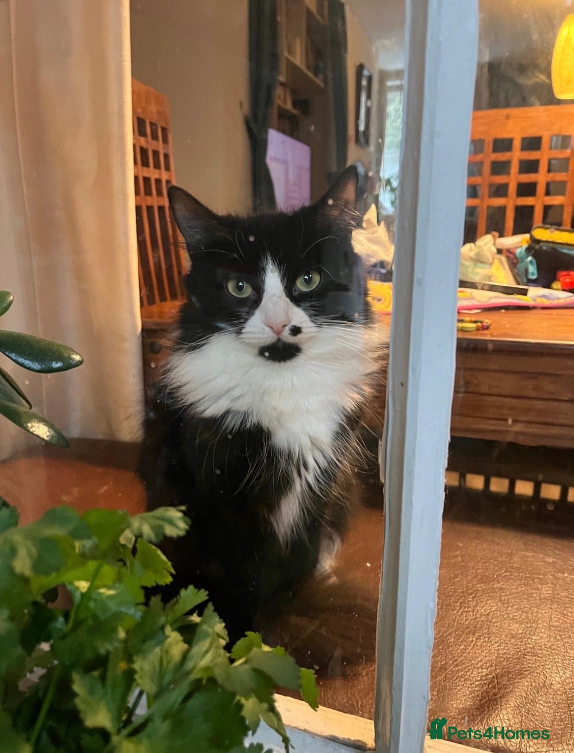 Mixed Breed cats Beautiful half Maine coon girl - Advert 3