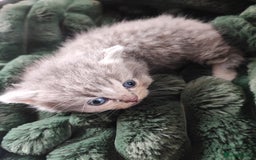 Munchkin cats for sale: Munchkin x Devon rex  - Image 10