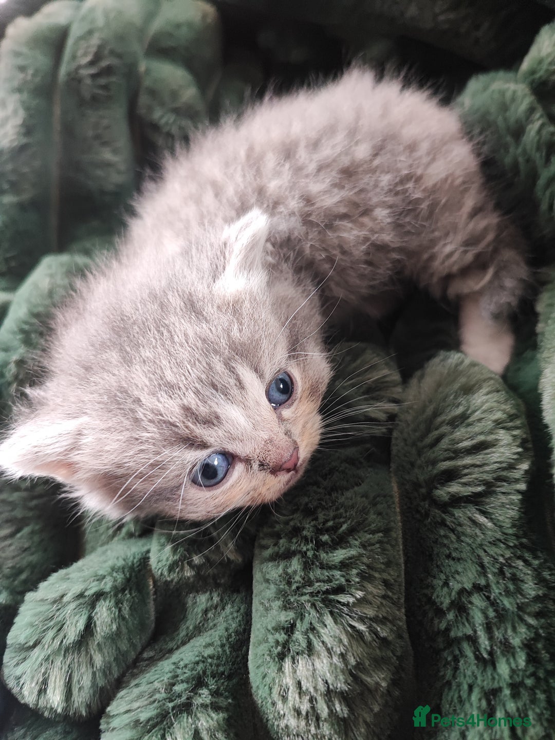 Munchkin cats for sale: Munchkin x Devon rex  - Image 10
